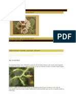 LEGUME - (1) ROSII - (10) FRUCTIFICARE - (1) 2014 - Caderea Florilor La Tomate, Polenizare, Stimulare