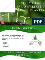 Enfermedades bacterianas y fúngicas de las plantas