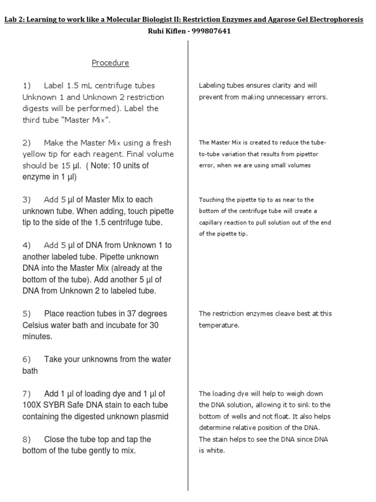 Bic472 lab report 2 pcr age 07 picture