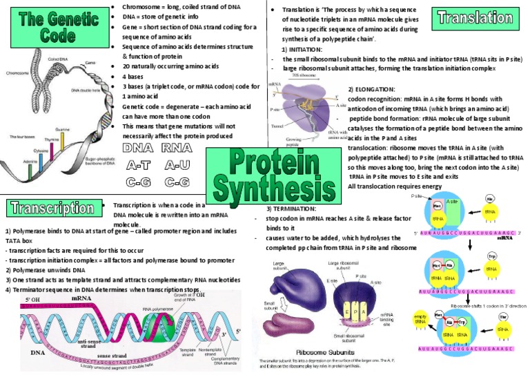 Genetic Code & Protein Synthesis | PDF | Science & Mathematics | Computers