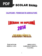 LUCRARE DE DIPLOMA - TEHNOLOGIA DE CULTURA A PARULUI