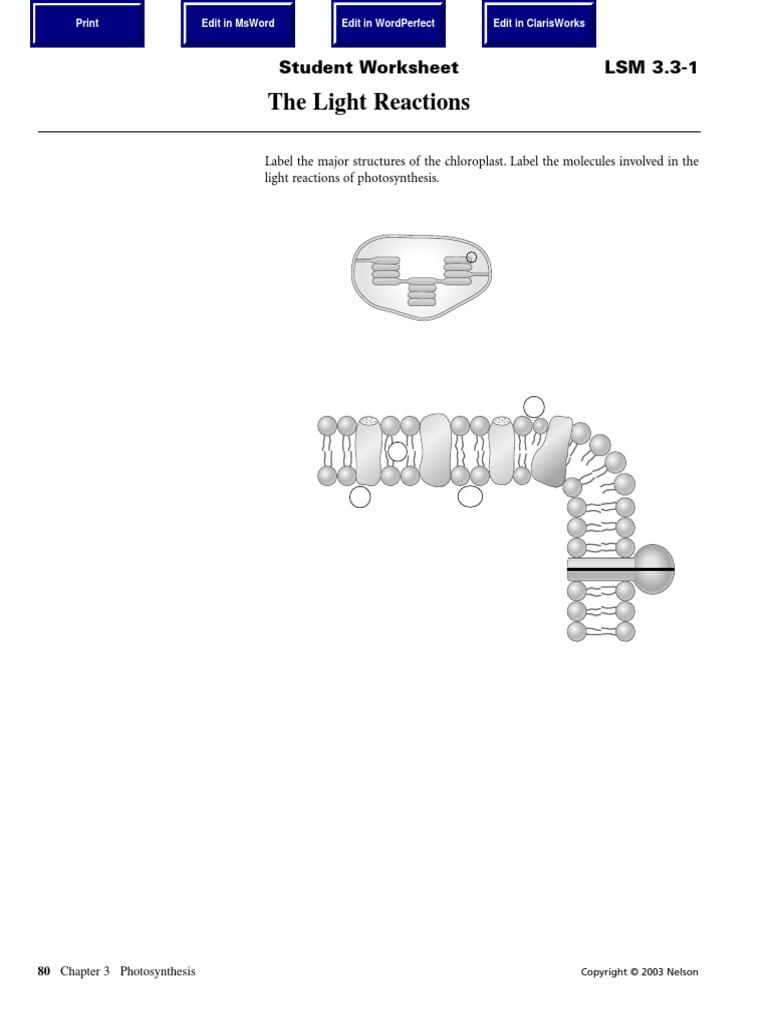 Overview of Light React | PDF | Biophysics | Biochemistry