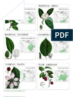 Tree Identification Cards