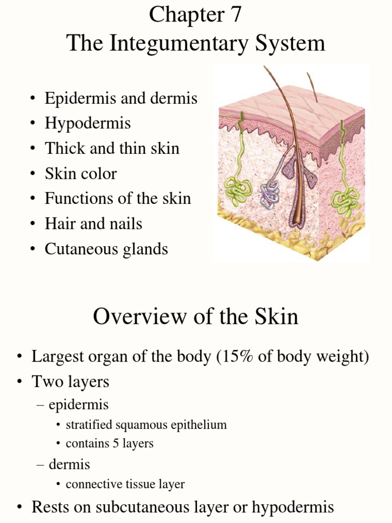 Overview of the Integumentary System | PDF | Epidermis | Skin