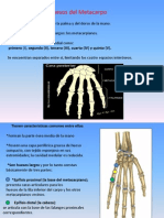 Huesos Metacarpianos y Falanges