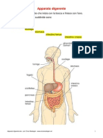 Apparato Digerente