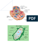 Celula Animal y Vegetal y Sus Partes