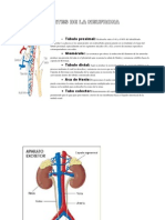 Partes de La Neofrona