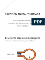 Sistema Digestivo Animal