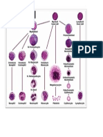 erythropoiesis