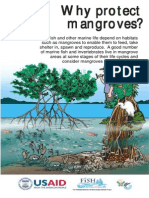 Why protect mangroves? Their vital role for fish and coastal communities