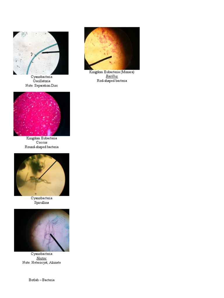 Bacillus Cyanobacteria Oscillatoria Kingdom Eubacteria (Monera) Rod