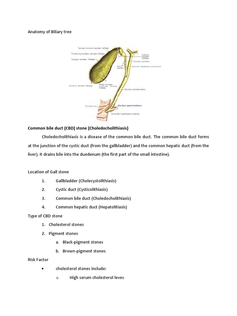 Anatomy of Biliary Tree | PDF