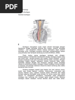 Anatomi Faring Esofagus Anatomi Faring Esofagus