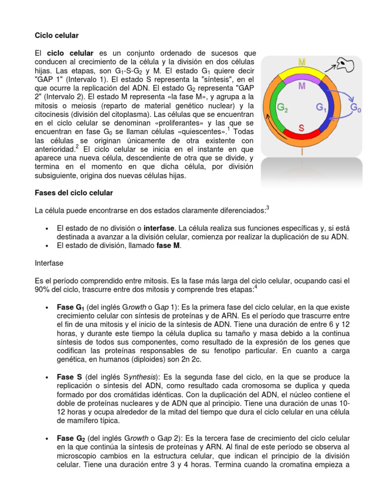 Fases del Ciclo Celular y Meiosis | PDF | Mitosis | Mitosis