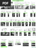 radiologia veterinária