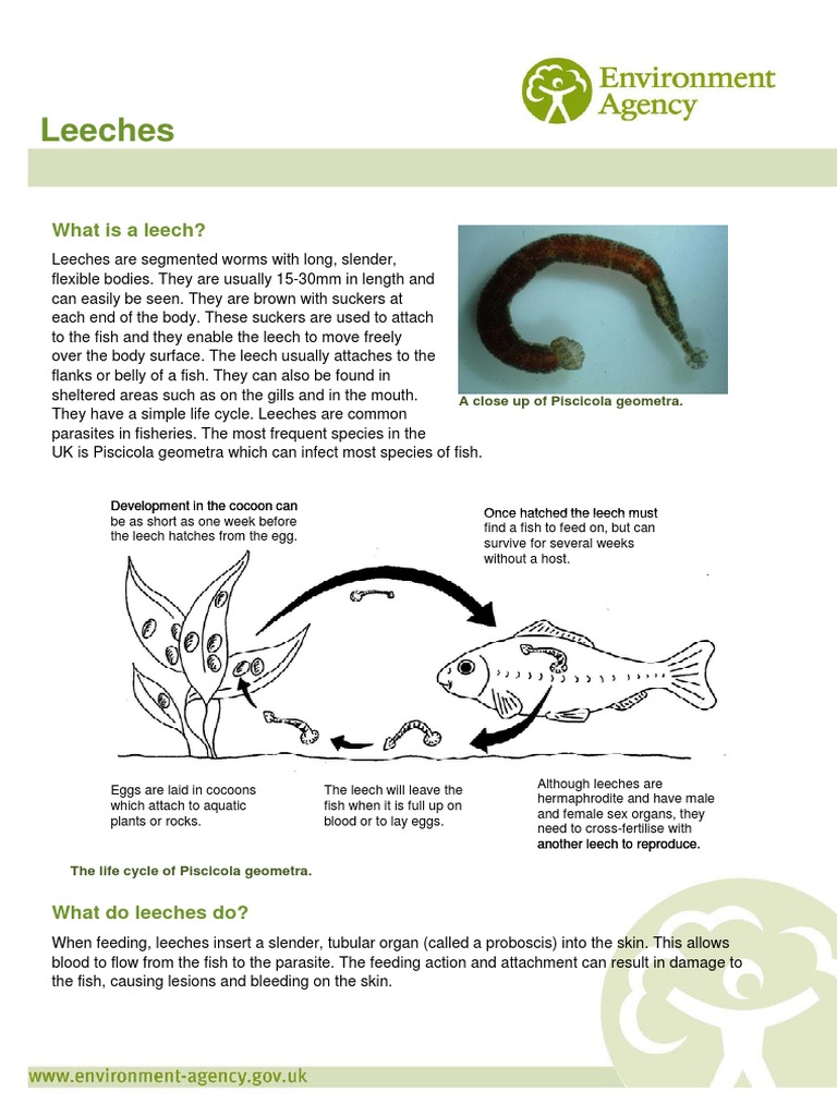 Leeches: What Is A Leech?, PDF, Parasitism