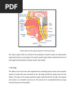 Diagram of Speech Organs Explained | PDF | Linguistics | Human Anatomy