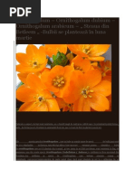 Gradinarit in Orice Anotimp 8 Plante Cu Bulbi | PDF