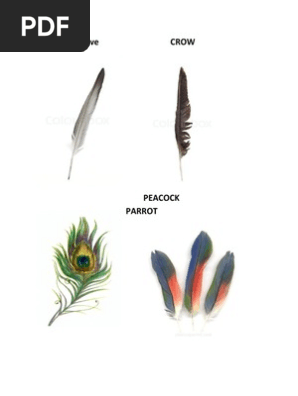 Feather
