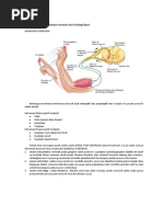 Download Memahami Dan Menjelaskan Anatomi Dan Fisiologi Nyeri by Syifa Nuraini SN209330842 doc pdf