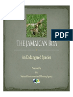 The Jamaican Boa