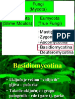 Basidiomycotina