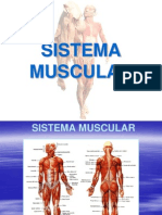 Muscular System Overview