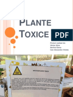 Plante Toxice