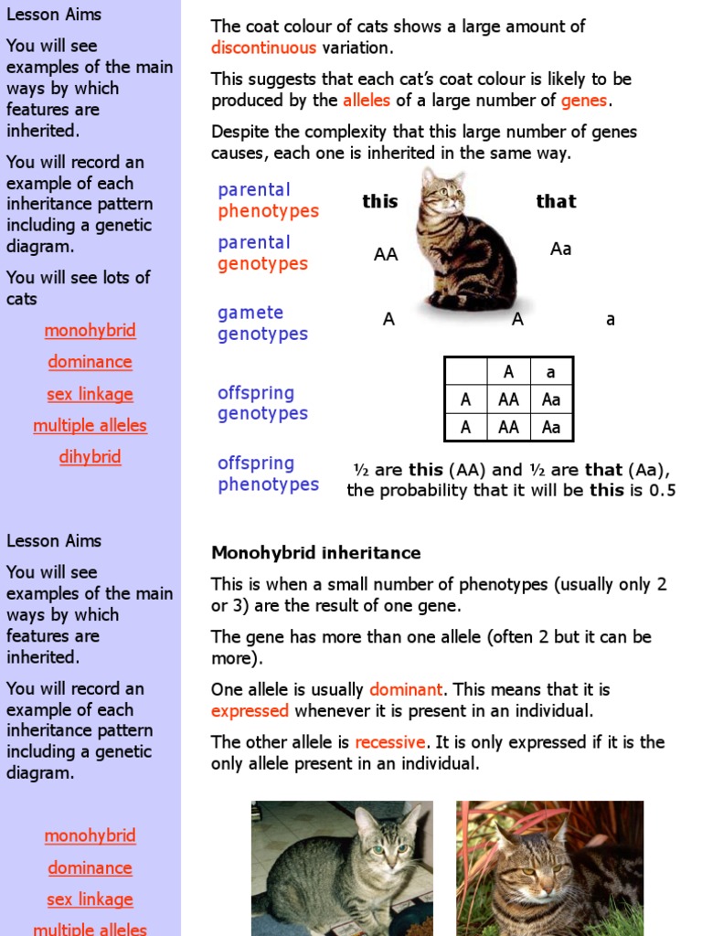 Multiple Gen Inheritance Cats Dominance Allele