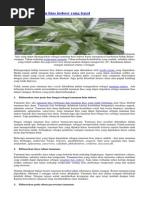 Download Tanaman Hias Indoor by Dini Wahdini SN209600047 doc pdf