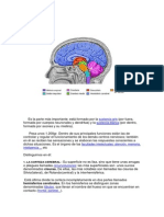 El Cerebro