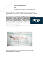 Protocolo para Medicin de Alas de Drosophila Melanogaster