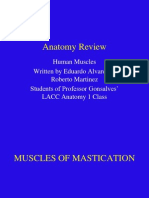 Human Anatomy Muscle Review!