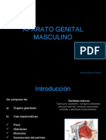 Anatomía Del Aparato Reproductor Masculino