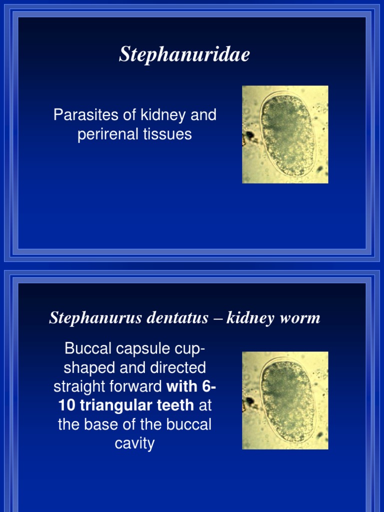 Life Cycle of Stephanurus Dentatus | PDF | Veterinary Medicine ...