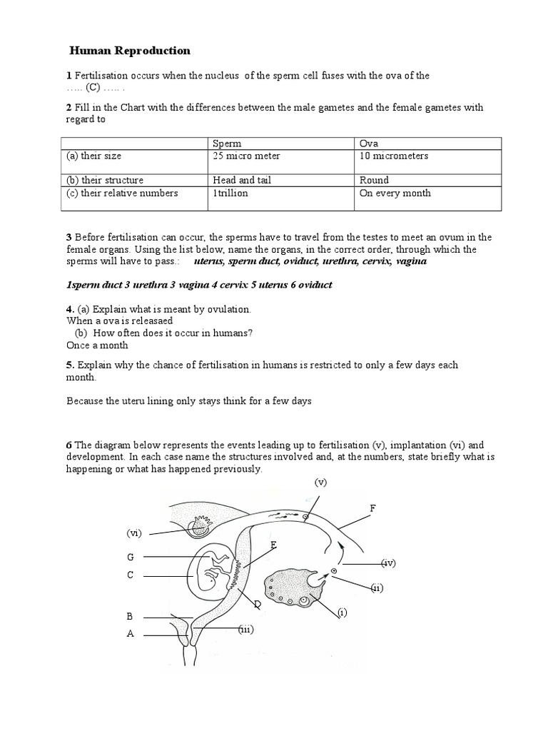 Human reproduction video picture