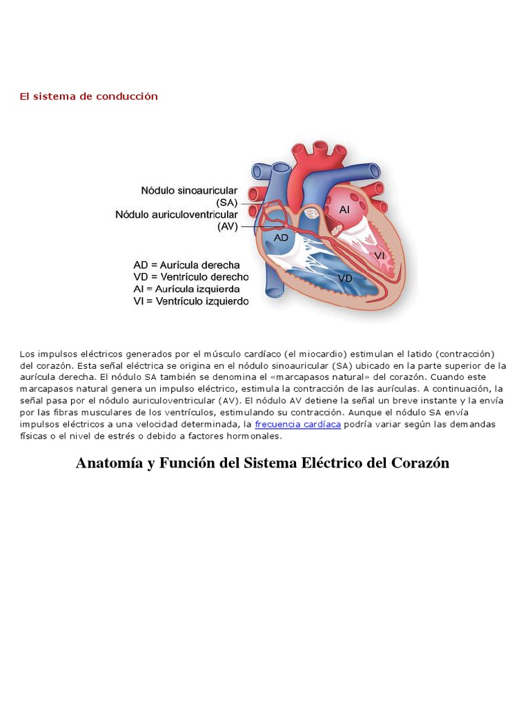 Sistema de conducción eléctrica del corazón