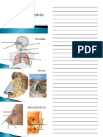 Roteiro Teórico Sistema Respiratório