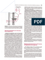 resumen glucosa atp