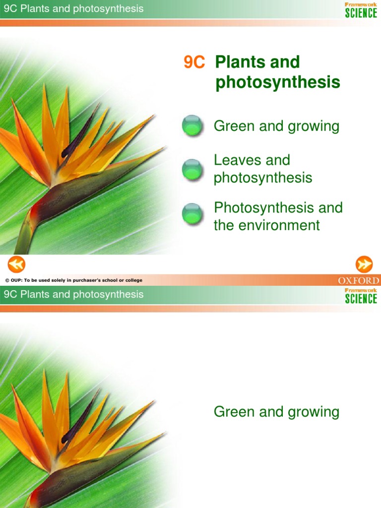 9C Plants and Photosynthesis | PDF | Photosynthesis | Stoma