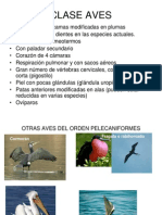 Aves Y Mamiferos