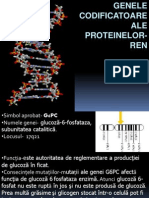 Genele Codificatoare Ale Proteinelor-REn