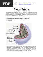 FotosSintEse
