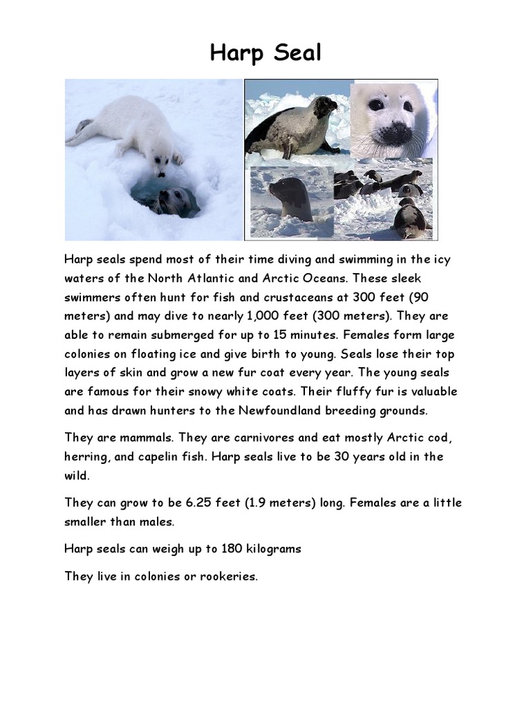 arctic animal fact files Reindeer Polar Bear