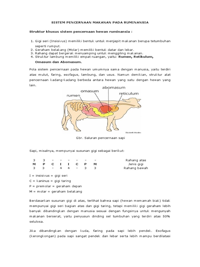 Pencernaan Makanan Pada Sapi
