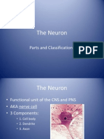 The Neuron: Parts and Classifications