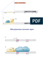 The RNA Polymerases Promoters: RNA Polymerase I Promoter Region