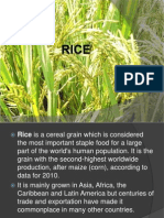 Rice and Wheat-GEO