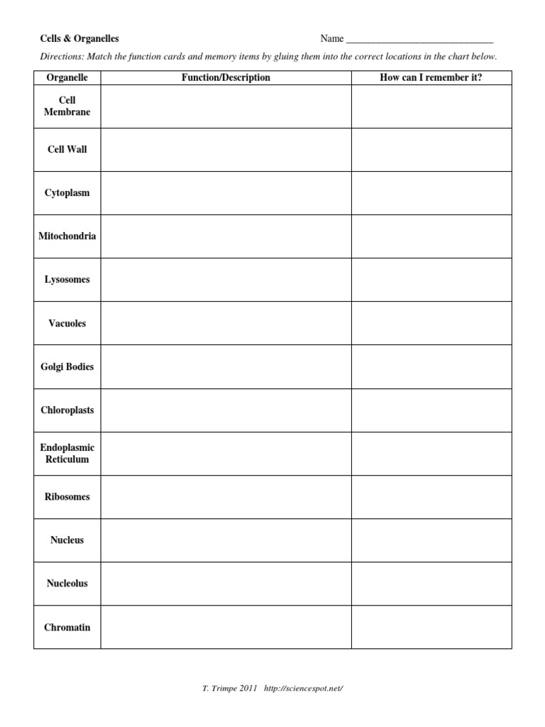 worksheet Cell Organelles Worksheet Answer Key cell organelles worksheet answer key humorholics cells and precommunity printables worksheets abitlikethis